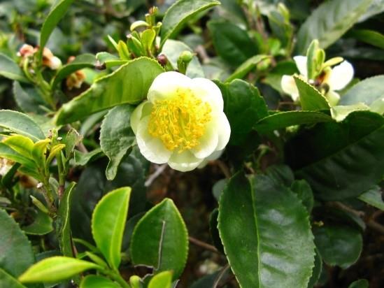 Tea Flower