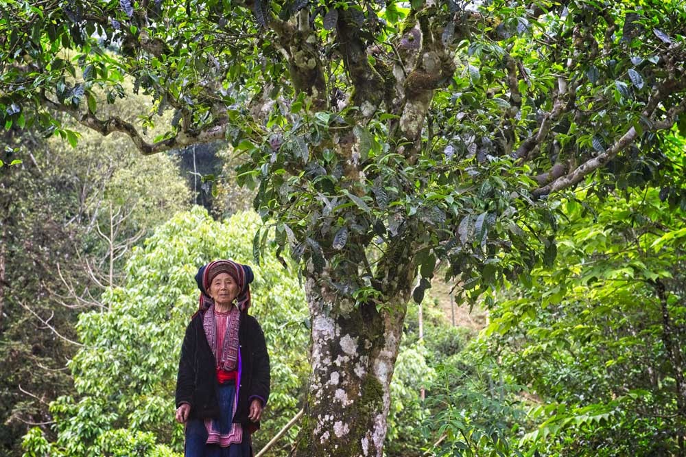 Wild Tea (A Fully-Grown Tea Tree in a Jungle)