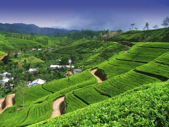 Tea Grown in Slopes