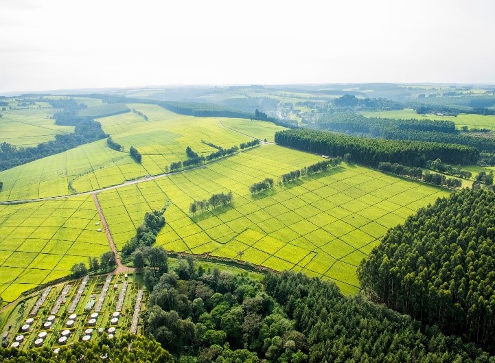 Tea Grown in Flat Lands